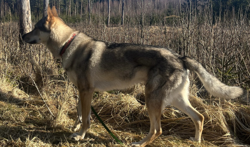 Pontas Ulf Girios dvasia