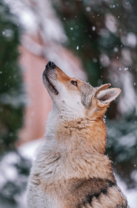 Xapp z Krotkovského dvora