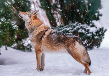 Xapp z Krotkovského dvora