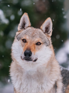 Xapp z Krotkovského dvora