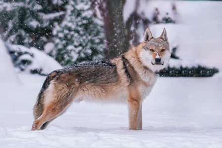 Xapp z Krotkovského dvora