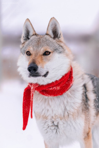 Xapp z Krotkovského dvora