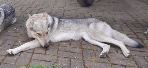 Larra II Eden severu