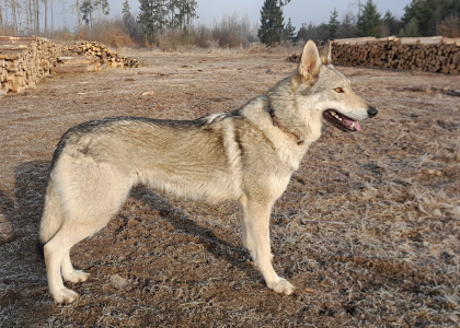 Larra II Eden severu