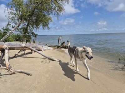 Larra II Eden severu