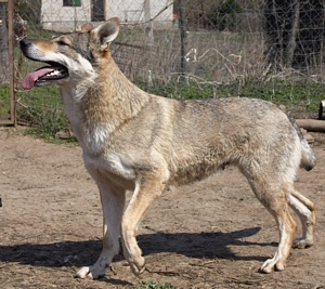 Flota Lupus Bohemia Genao