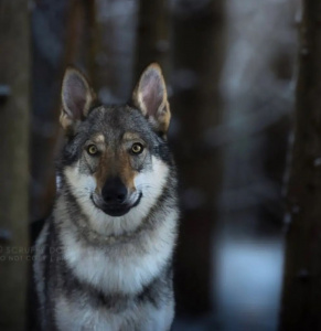 Astrid Vernaya Lune