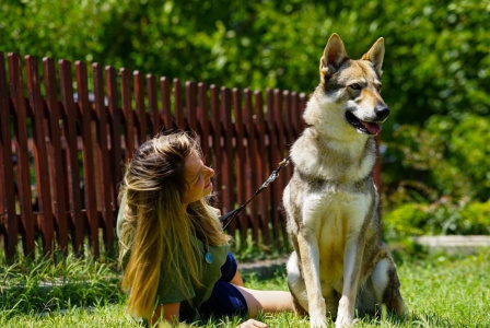 The Black Sea Wolfdog Q-Eftalia