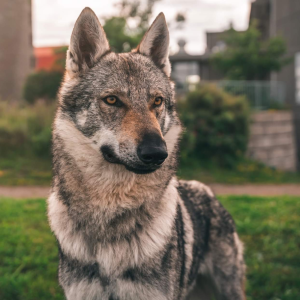 Larkin Vikvel Wolf