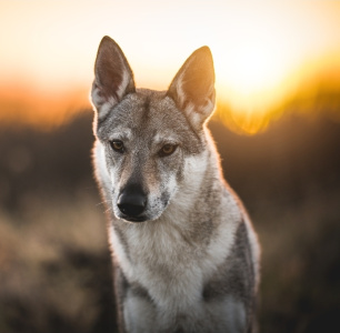 Eliana Nikita von Isegrims Erben