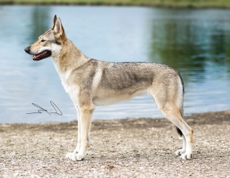 Xclusive Edition Malý Bysterec