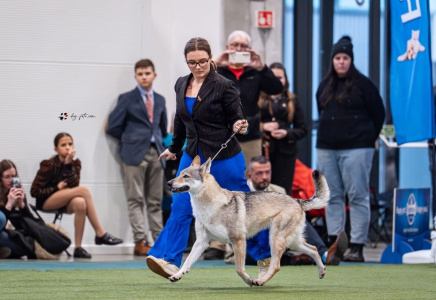 Angie Vlci Novohradu