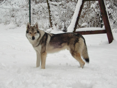 Cedrik Vreteň wolf
