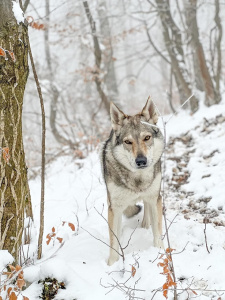 Cyprus Vreteň wolf