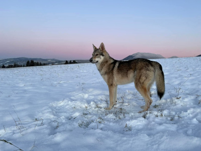 Cyprus Vreteň wolf
