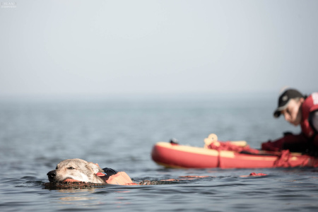 Apokalypso Chasing Glory