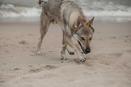 Apokalypso Chasing Glory