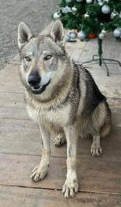 Calvin Freedom of Wolves