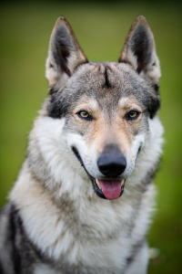 Kaliba Vlčí tlapka