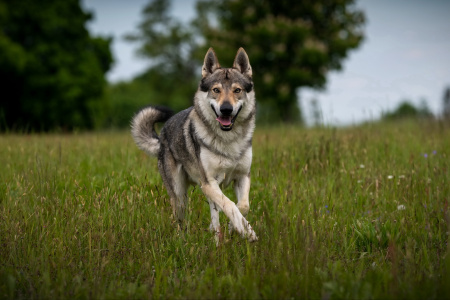Kaliba Vlčí tlapka