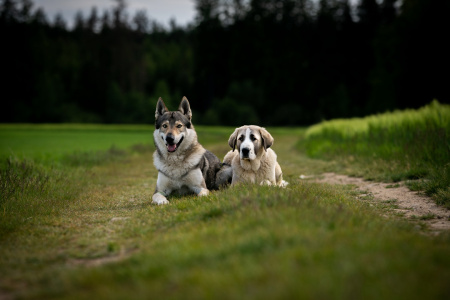 Kaliba Vlčí tlapka