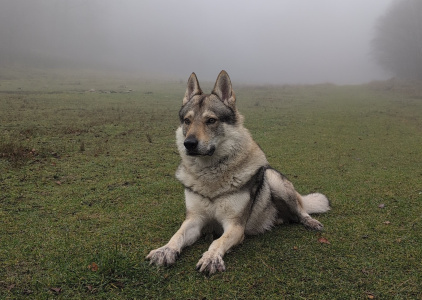 Calum z Gryzovej svorky