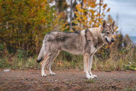 Aras Marv Wolf Elite