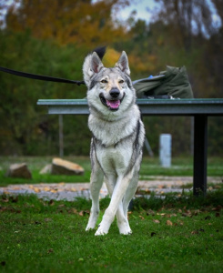 Aristos Vlci z Malých Karpát