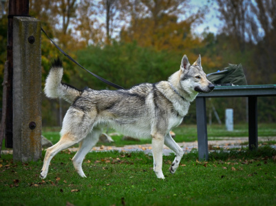 Aristos Vlci z Malých Karpát