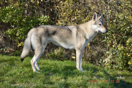 Sounds Wild Of Hungary Damaris