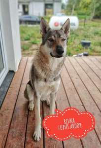 Rivka Lupus Ardor