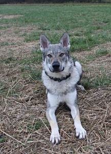 Graphit Kenai von Isegrims Erben