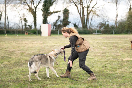 Telurys Valka des Loups d'Amarok