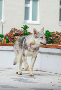 Malahovskiy Volkodav Drako