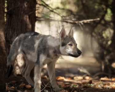 Malahovskiy Volkodav Dzhinni