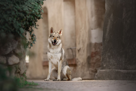 Ambrozie z Tajemné zahrady