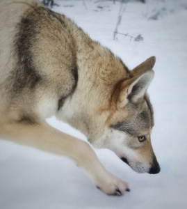 Arctic Karelian Beeta
