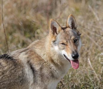 Unohë des Loups d'Amarok