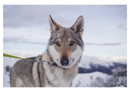 Marilyn Monroe dei Serlupi