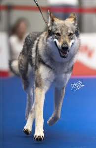 Butterfly Circus Havana
