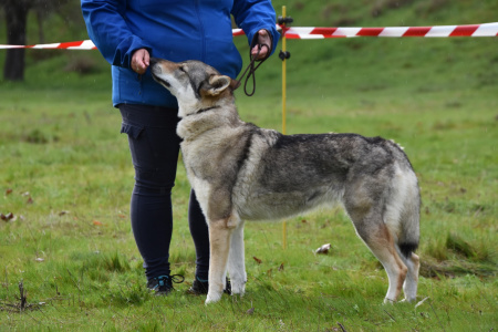Butterfly Circus Havana
