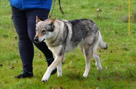 Butterfly Circus Havana