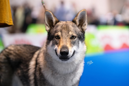 Butterfly Circus Havana
