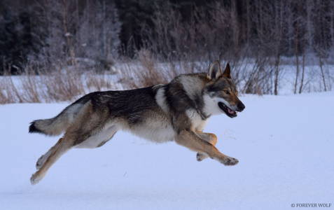 Atuk Wild Shadow