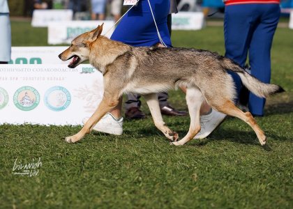 Moonlight Fantasy Halltor