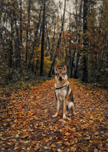 Moonlight Fantasy Hrol'fr