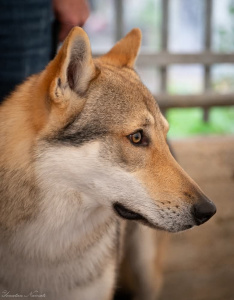 Bright Way Joker-Joni II