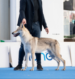 Hanabi Lupi della Murgia