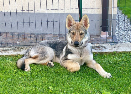 Athanòr Lupus Q'No Quarter