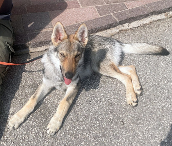 Athanòr Lupus Q'No Quarter